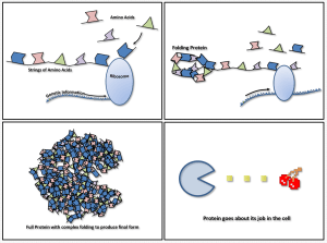 Protein Folding